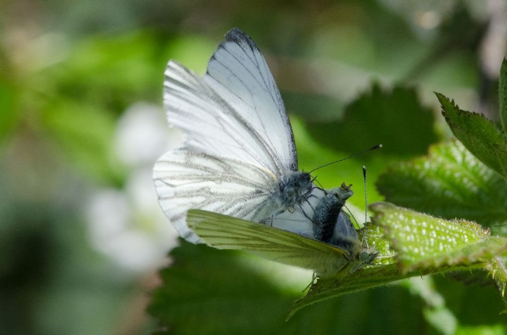 Pieris